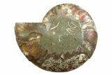 Cut & Polished Ammonite Fossil (Half) - Madagascar #354140-1
